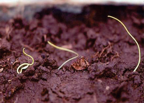 جوانه زنی بذر سس